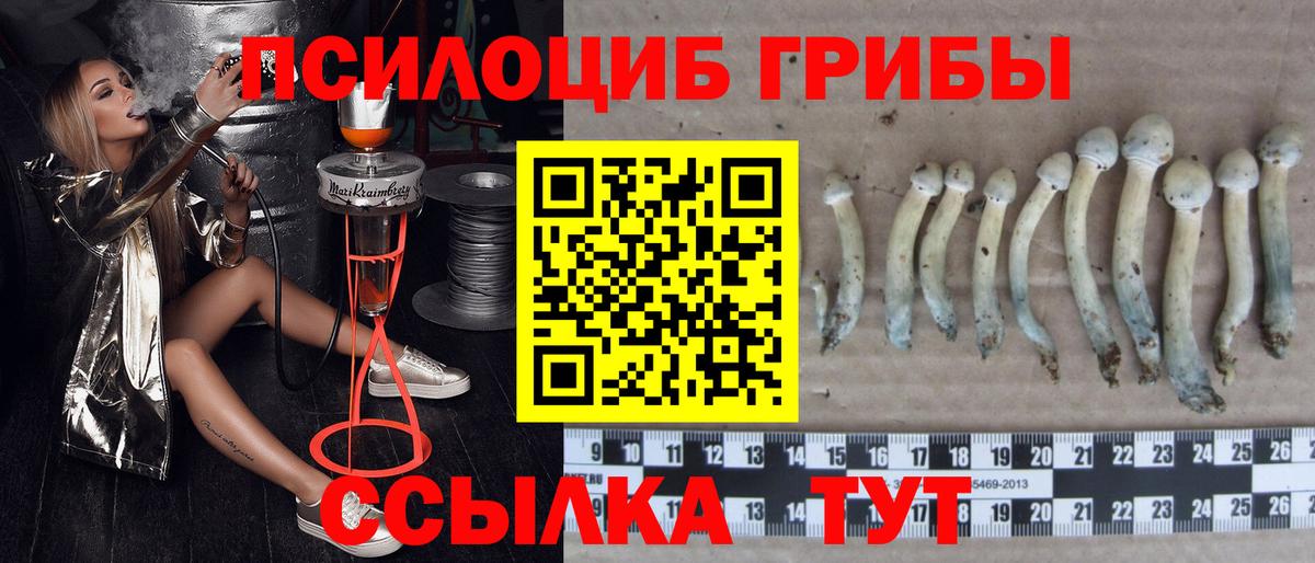 Псилоцибиновые грибы GOLDEN TEACHER Димитровград